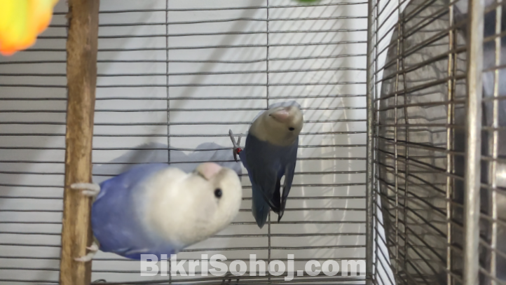 Violet opline love birds pair